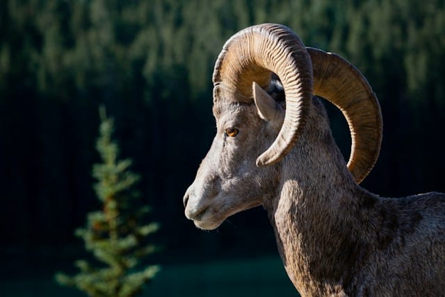 L'assistant de direction, votre mouton a cinq pattes en tant que dirigeant